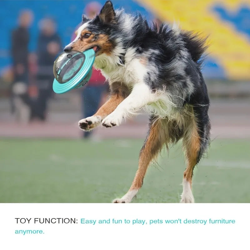 Pet Toys & Enrichment